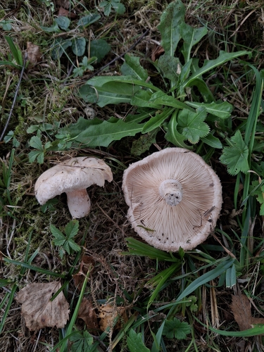 Downy milk cap