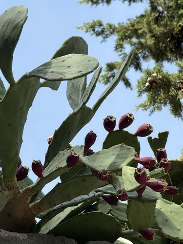 beach prickly pear