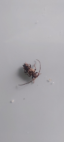 lesser thorn-tipped longhorn beetle