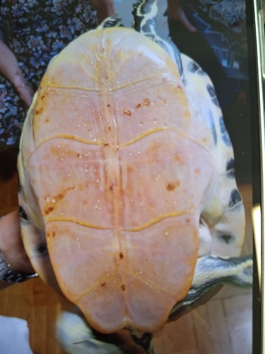 Peninsular Cooter