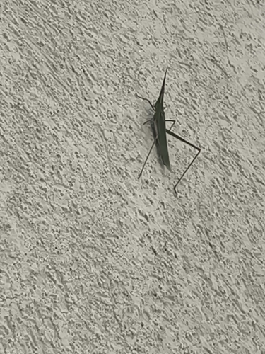 Mediterranean Slant-faced Grasshopper
