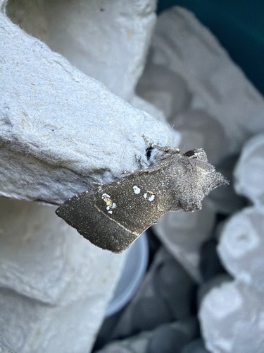 Stalk Borer Moth