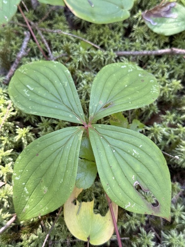 Canadian bunchberry
