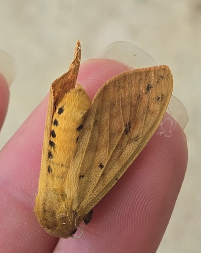 Isabella Tiger Moth