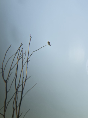 Belted Kingfisher
