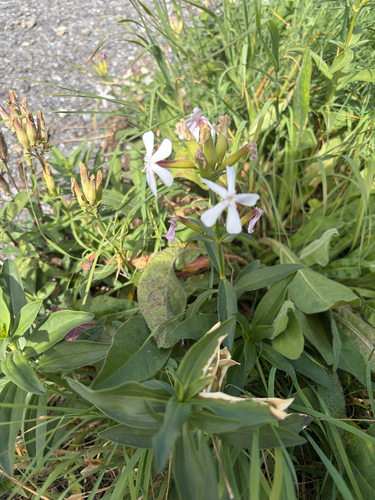 common soapwort