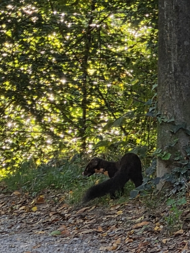 Eurasian Pine Marten