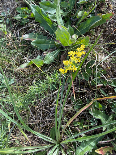 Lady's Bedstraw
