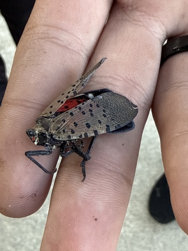 Spotted Lanternfly