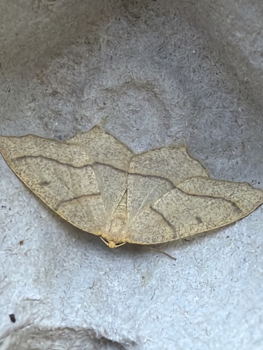 Hemlock Looper Moth
