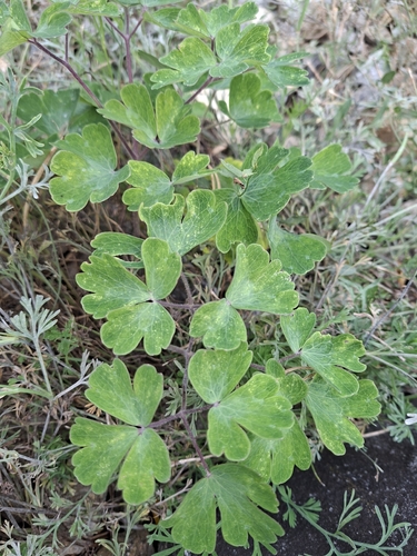 common columbine