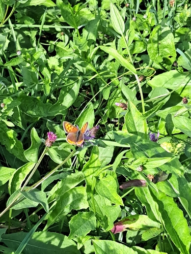 Small Copper