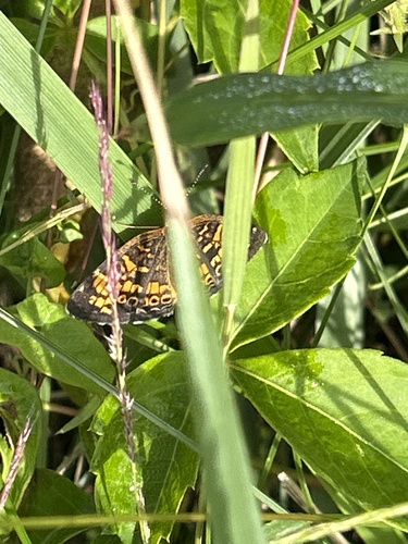 Pearl Crescent