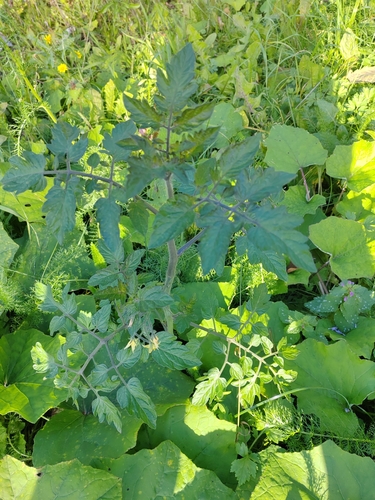tomato