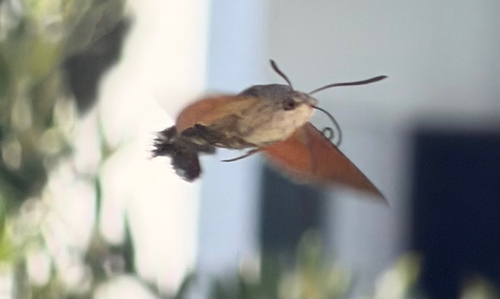 Eurasian Hummingbird Hawkmoth