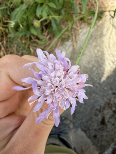Field Scabious
