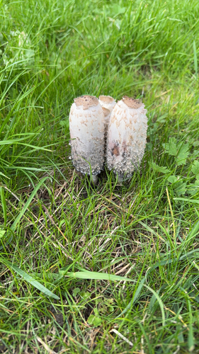 Shaggy Mane