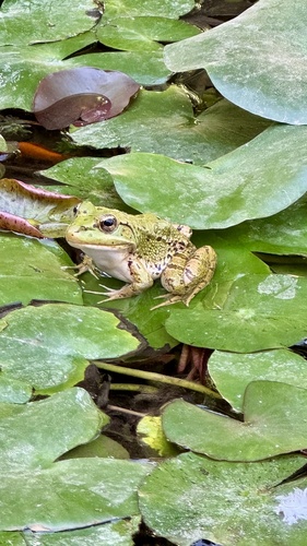 Sahara Frog