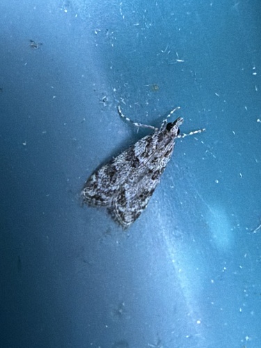 Double-striped Scoparia Moth