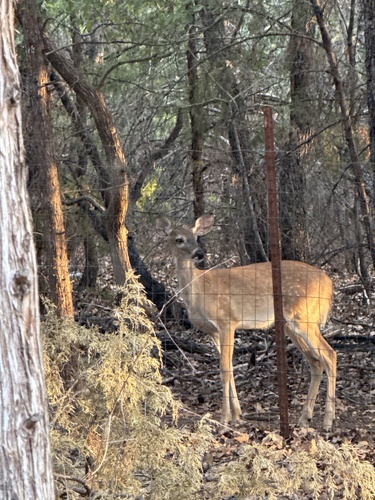 White-tailed Deer