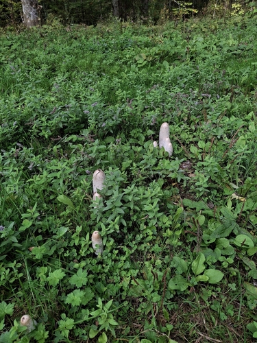 Shaggy Mane