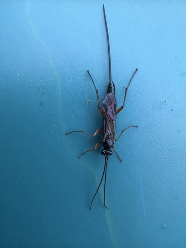 Pimpla pedalis