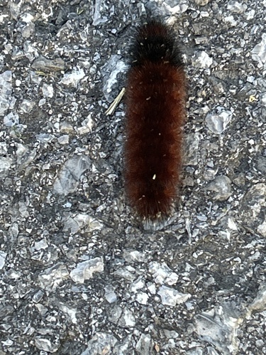 Isabella Tiger Moth