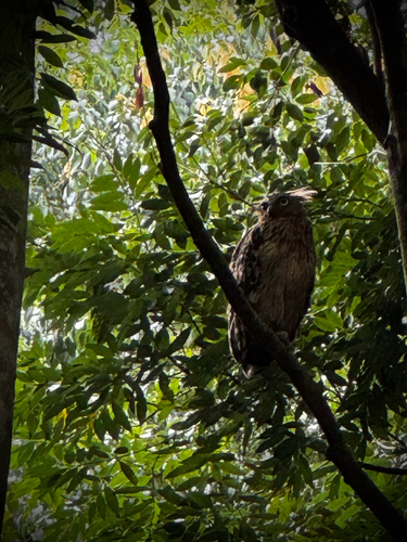 Buffy Fish-Owl