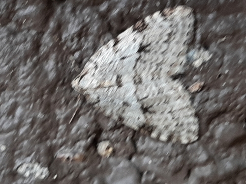 Autumnal Moth