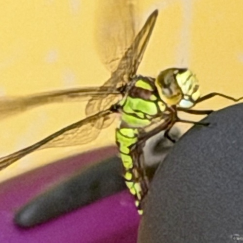 Southern Hawker