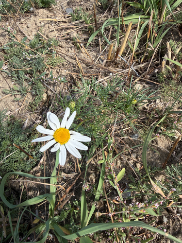 scentless mayweed