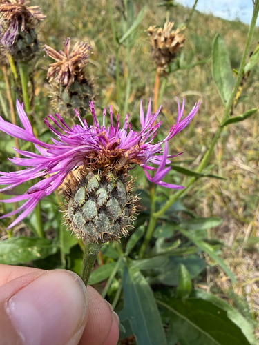 Greater Knapweed