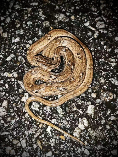 Common Mock Viper