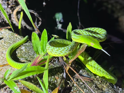 Oriental Whipsnake