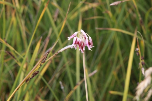 Allium melanantherum