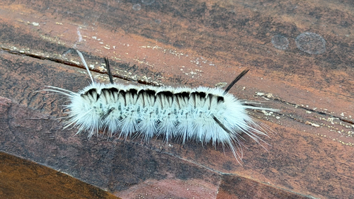 Hickory Tussock Moth