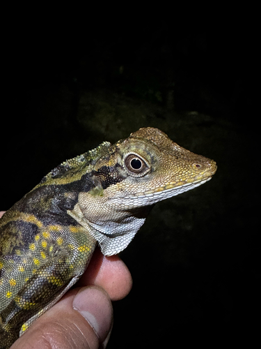 Malayan Crested Lizard