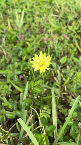 Carolina desert-chicory