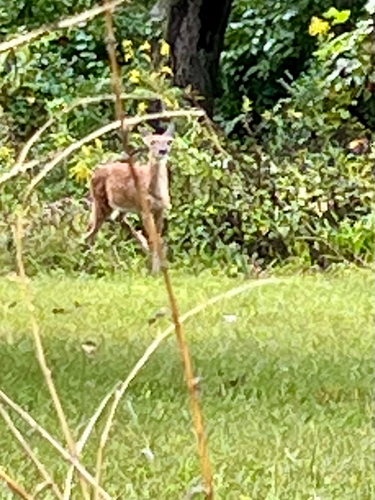 White-tailed Deer