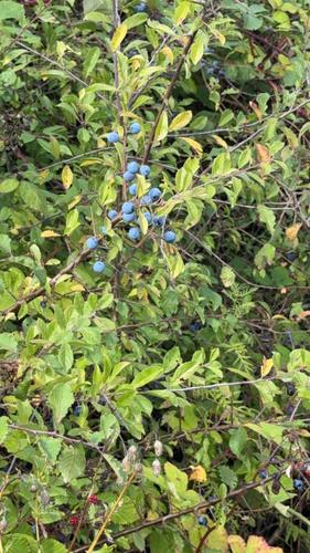 Blackthorn