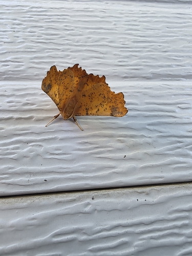 Maple Spanworm Moth