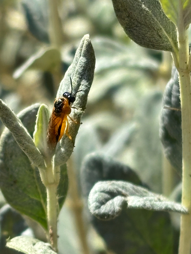 Common Sedge-sawfly