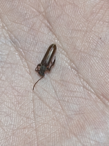 Ceresium longicorne