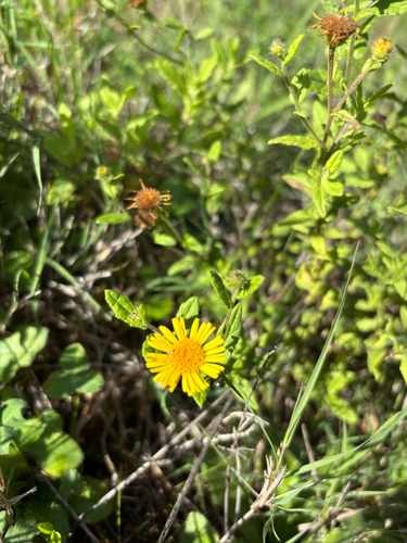 Common Fleabane