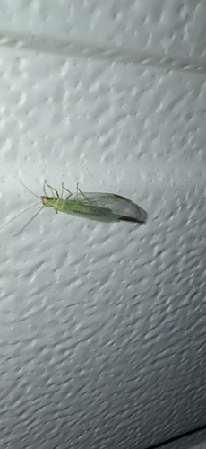 Chrysopa oculata