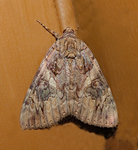 Penitent Underwing