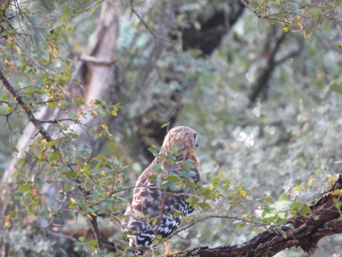 Red-shouldered Hawk