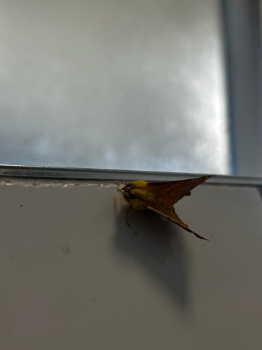 Canary-shouldered Thorn