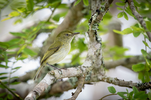 Hangnest Tody-Tyrant