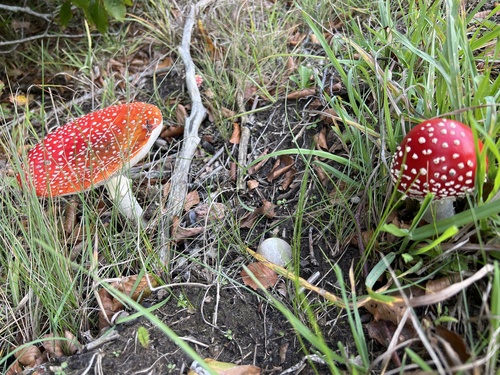 Fly Agaric